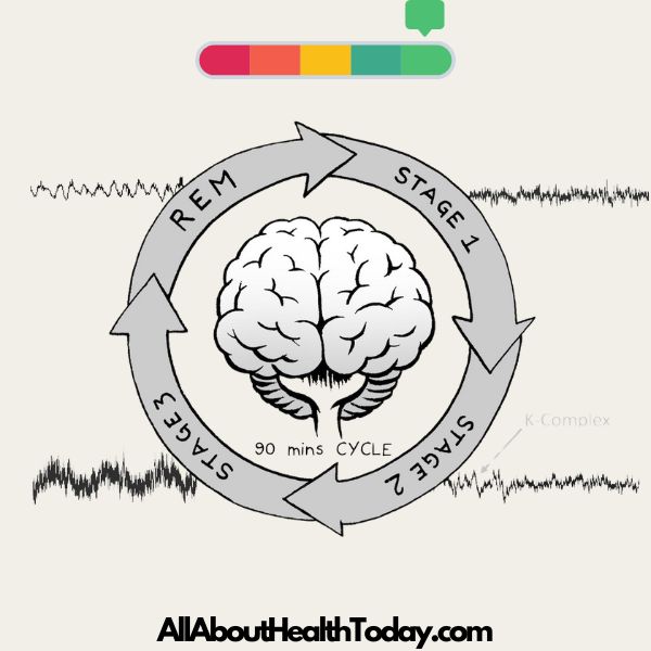 sleep cycles