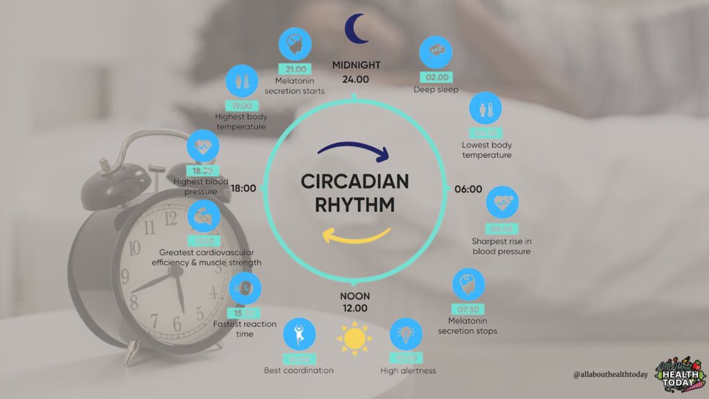 circadian rhythm