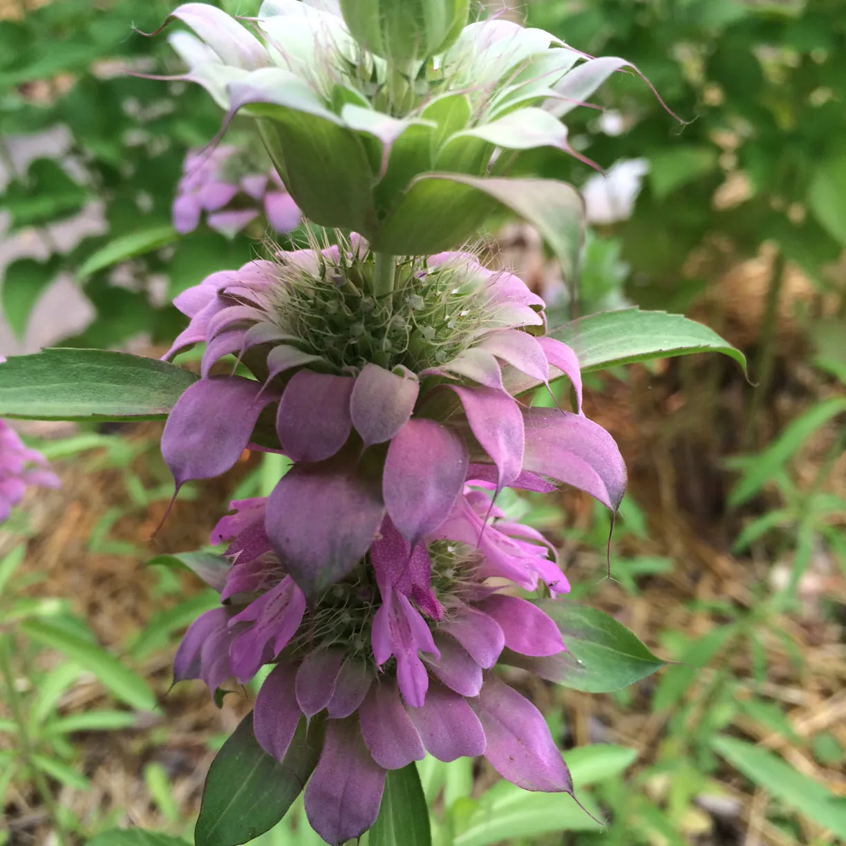 Bergamot bee balm flowers