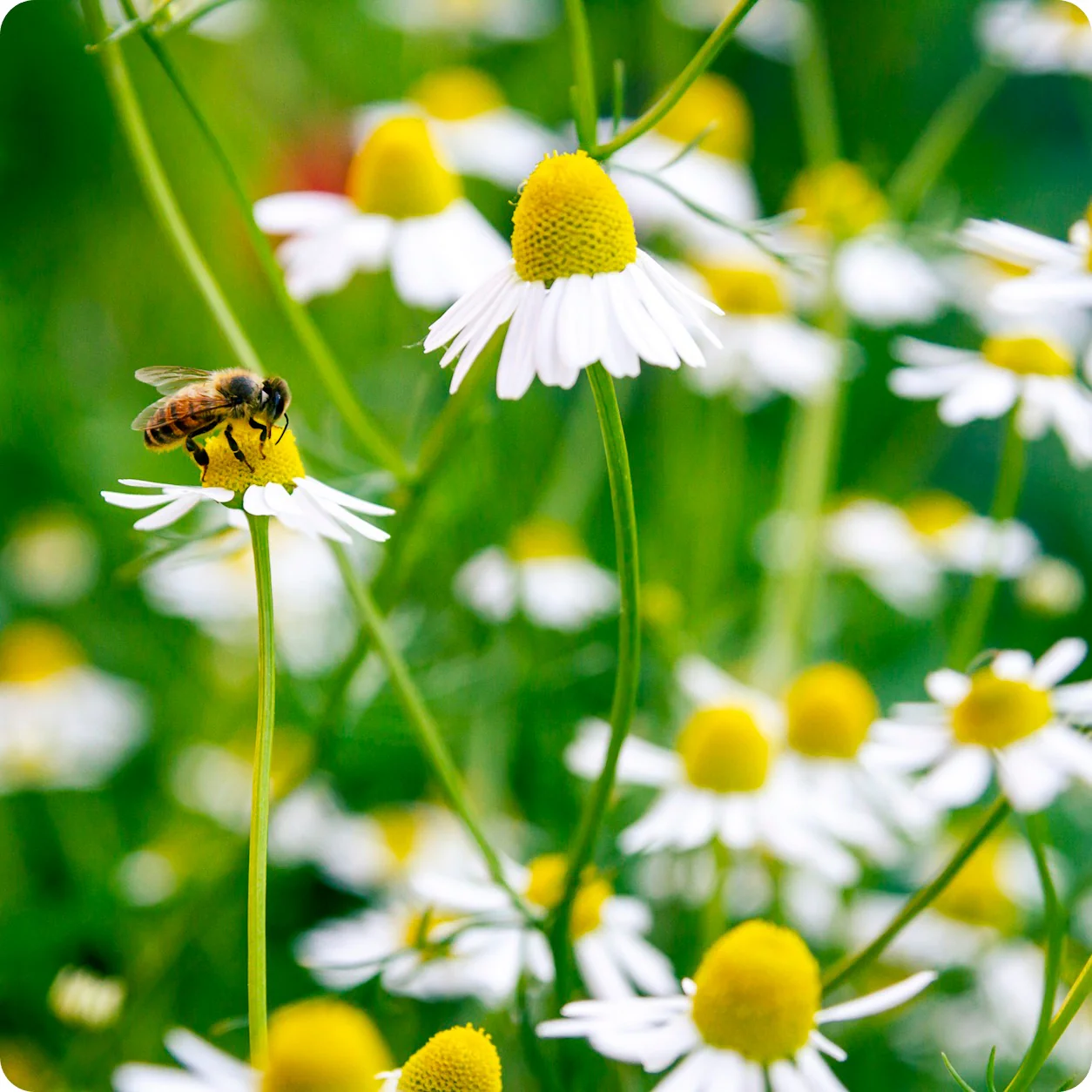 Chamomile flowers