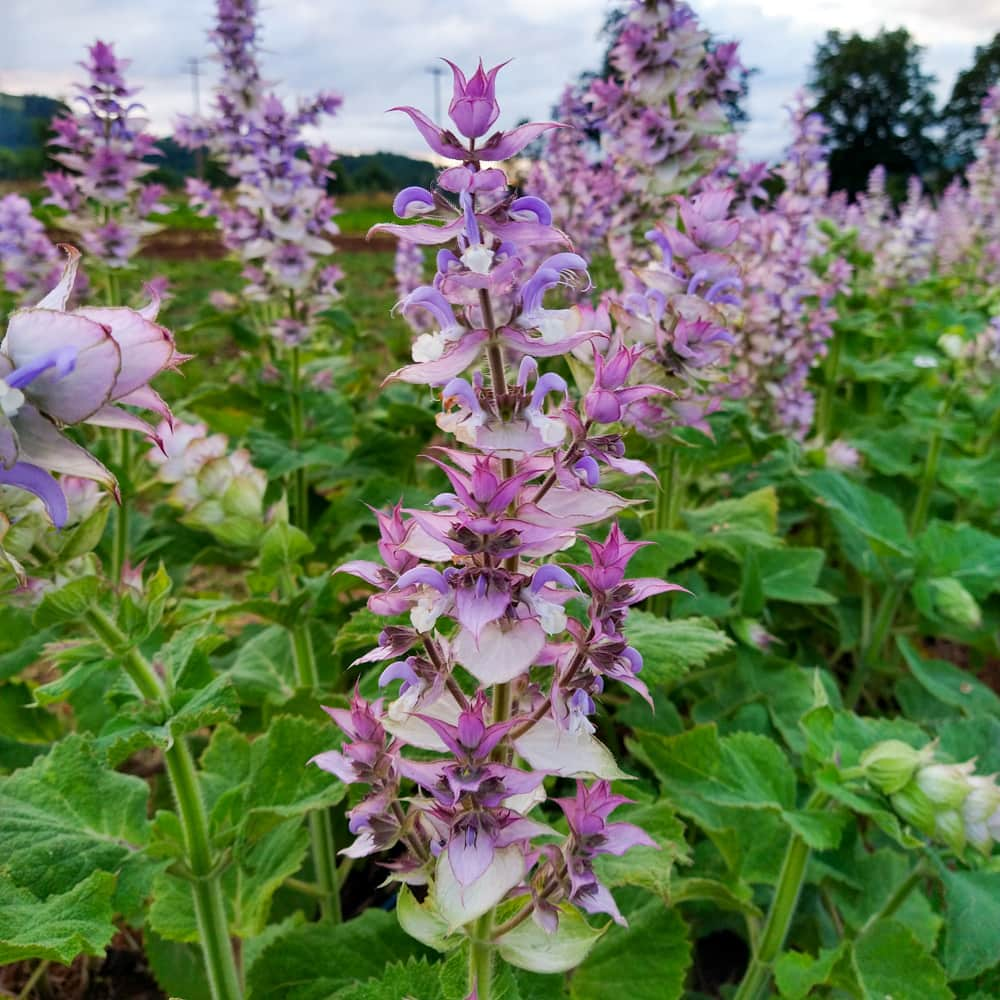 Clary sage flowers