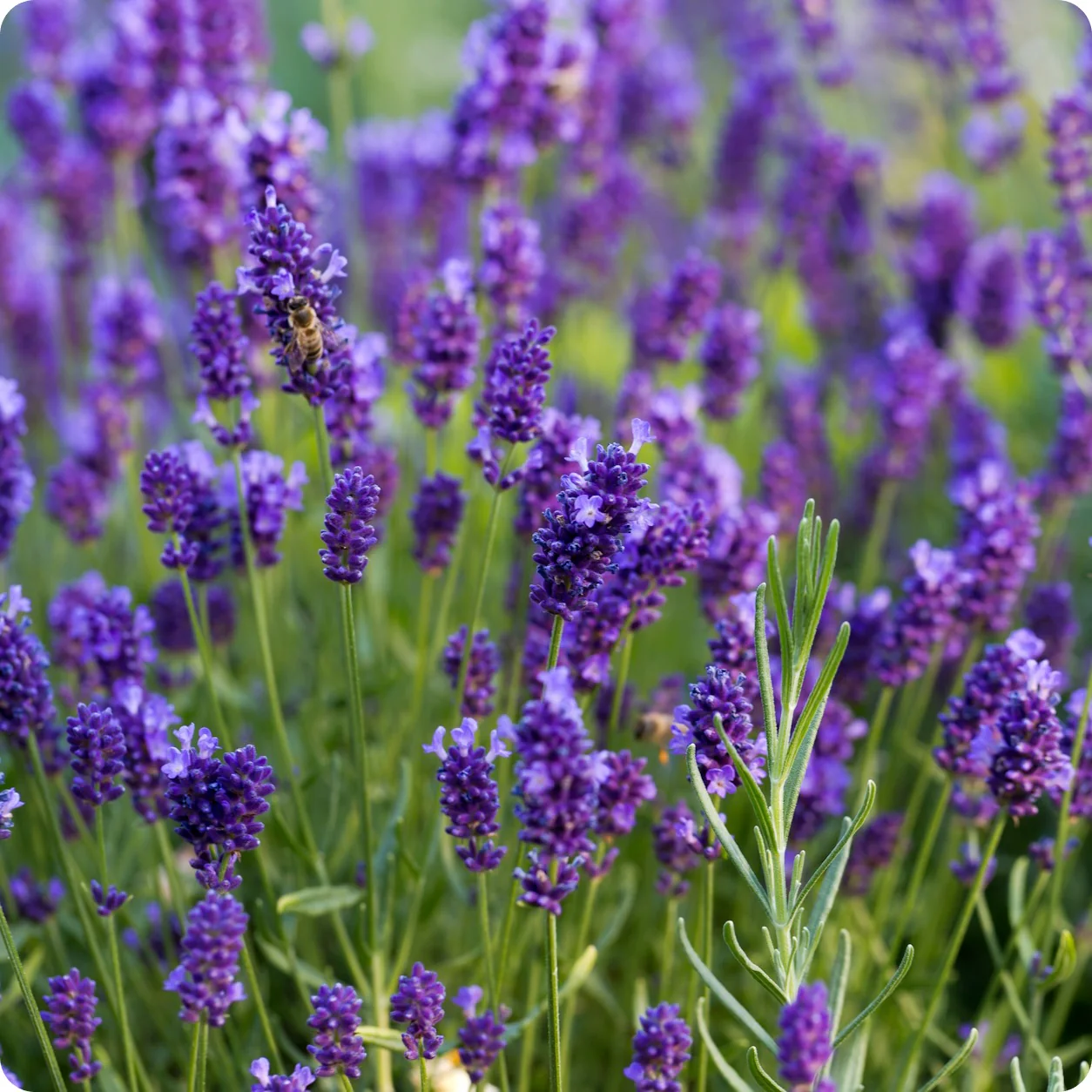Lavender flowers
