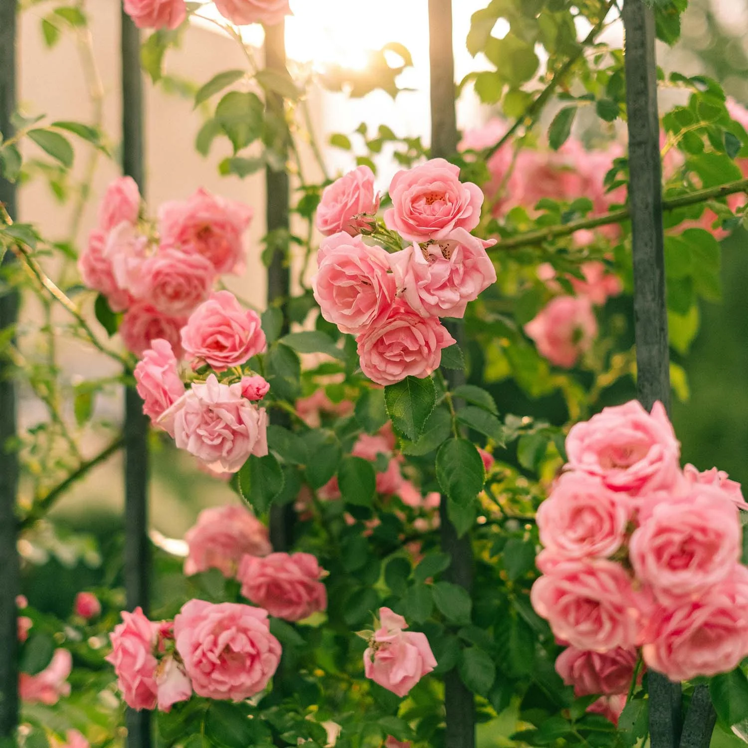 Pink rose petals