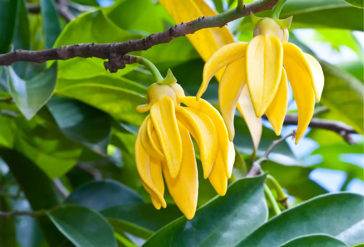 Ylang-ylang flowers