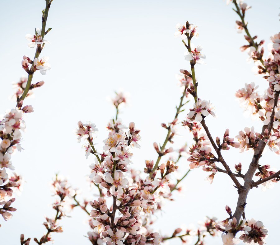 Cherry blossoms on a branch against a clear blue sky during spring allergy season